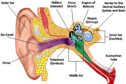 » 5aMU1 – The inner ear as a musical instrument – Brian Connolly