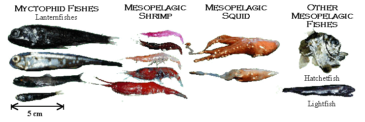 Mesopelagic animals