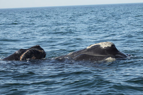 North Atlantic Right Whale mother and calf