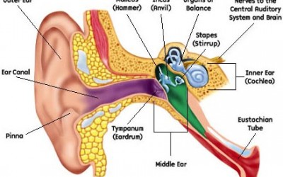 5aMU1 – The inner ear as a musical instrument  – Brian Connolly