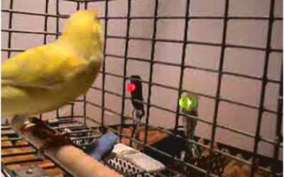 How Canaries Listen to Their Song – Adam R. Fishbein