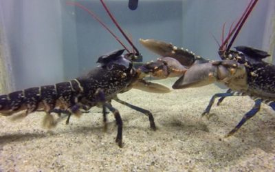 1 pAB – Could lobsters use sounds to communicate between each other? – Youenn Jézéquel1