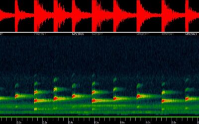 5aABb2 – A tale of two singers: how do bats and bird mixed-flocks respond to petroleum industry noise in the Ecuadorian Amazon