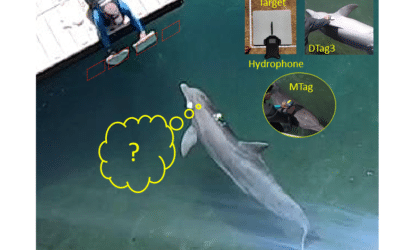 2pAB4 – Towards understanding how dolphins use sound to understand their environment