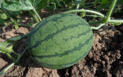 3pSP4 – Imaging Watermelons