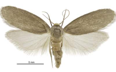 A moth’s ear inspires directional passive acoustic structures